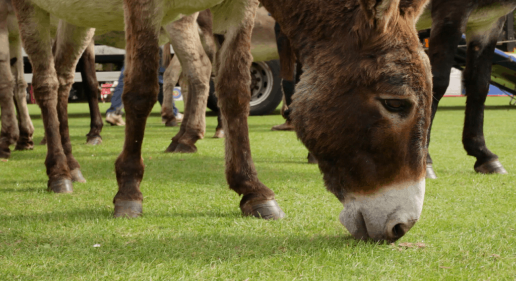 Collingbourne Ducis Village Show