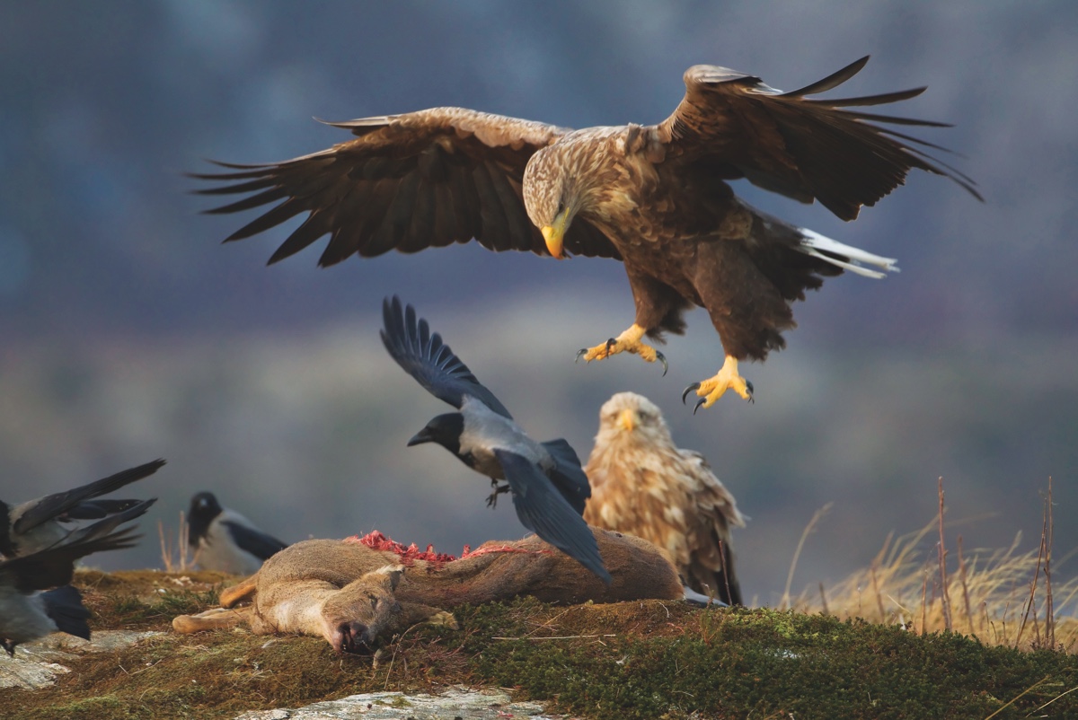 White-tailed eagle Haliaeetus albicilla, adult alighting onto carrion, Flatanger, Norway, February